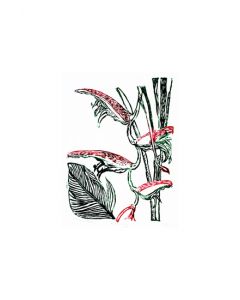 Xilogravura Caeté by Catarina Dantas "Mangarataia" (25 cm x 20 cm)